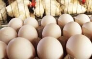 இலங்கையில் கோழி இறைச்சி, முட்டை விலைகள் குறைப்பு