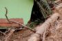 பள்ளமடு-விடத்தல்தீவு பிரதான வீதிக்கு அருகில்  இளம் குடும்பஸ்தர் ஒருவர் சடலமாக மீட்பு