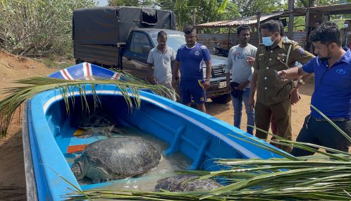 மன்னாரில் 5 அரிய வகை கடலாமைகள்  வீடொன்றின் குளியல் அறையில் இருந்து மீட்பு