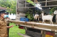 உரிய அனுமதி பத்திரமின்றி சட்டவிரோதமாக  கொண்டு செல்லப்பட்ட வளர்ப்பு ஆடுகளை  கல்முனை  பொலிஸாரால் மீட்பு