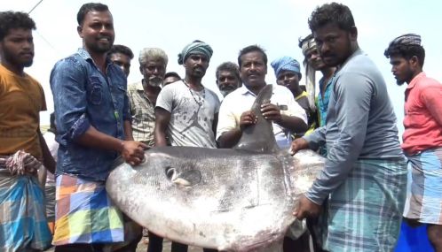 மன்னார் வளைகுடாவில் மீன் பிடிக்க சென்ற பாம்பன் விசைப்படகு மீனவர் வலையில் சிக்கிய அரிய வகை சூரிய மீன்