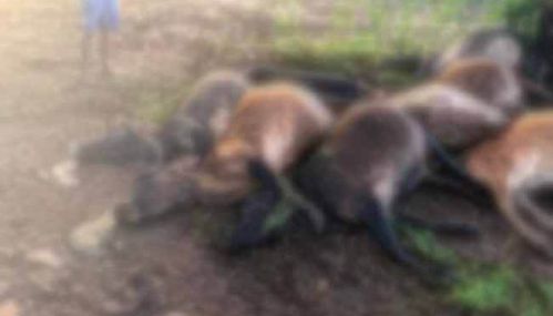 வவுனியா, ஓமந்தை பகுதியில்  மின்னல் தாக்கியதில் 11  மாடுகள்   பலி