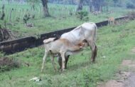 மேய்ச்சல் தரவையினை இன்றி அல்லல்படும் மாந்தை கிழக்கு கால்நடை வளர்ப்பாளர்கள்!