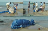 மன்னார் வளைகுடா கடல் பகுதியில் அரிய வகை கடல் பசு இறந்த நிலையில் கரை ஒதுங்கியது