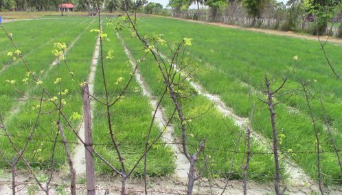 யாழ்ப்பாணம் வடமராட்சி கிழக்கு  அம்பன் குடத்தனையில் பல நூறு ஏக்கரில் இம் முறையில்  வெங்காய செய்கை