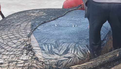 அம்பாறை மாவட்டத்தின் கல்முனை பிராந்திய கடற்கரைகளில்  கரைவலைகளுக்கு கீரி மீன்களை  அள்ளும் மீனவர்கள்