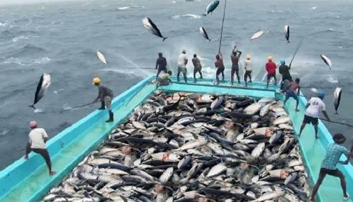 இலங்கை மீன் இறக்குமதி செய்யப்படும் நிலைக்கு தள்ளப்பட்டு  தேசிய மீன்பிடிக் தினக் கொண்டாட்டம்??