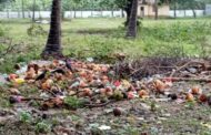 டெங்கு நுளம்பு பெருகும் அபாயகரமான இடமாக மாறியுள்ள சங்கானை செங்கற்படை பிள்ளையார் ஆலய சூழல்!
