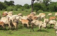 Tamil cattle farmers protest continue with no solution in sight