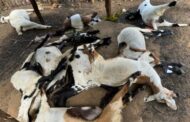 கிளிநொச்சியில் வாய் பேசாத வளர்ப்பு பிராணிகளுக்கு 'மனிதர்கள்' செய்த கொடிய பாதகம்