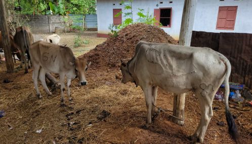 கிளிநொச்சியில் இருந்து சட்டவிரோதமாக மாடுகளை கடத்தியவர்கள் கைது!