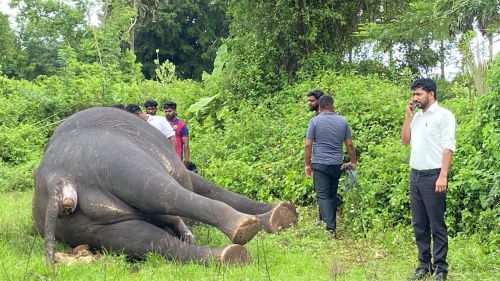 மன்னார் பரப்புக்கடந்தான் கிராமத்தில்  15 வயது மதிக்கத்தக்க ஆண் யானை ஒன்று உயிரிழந்த நிலையில் மீட்பு-ஒருவர் கைது.