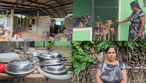 யாழ்ப்பாணம் சங்கானை பகுதியில் தெருநாய்களை பிடித்து வளர்க்கும் 'இரக்கமுள்ள' குடும்பம் ஒன்று