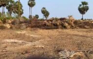 கிளிநொச்சி இயக்கச்சி பகுதியில் இரவோடு இரவாக பெருமளவான பனைகள் அழிப்பு!