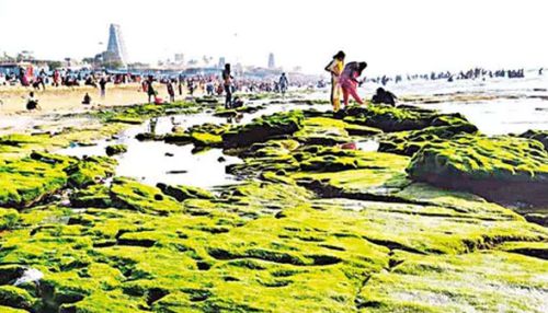 திருச்செந்தூரில் திடீரென உள்வாங்கிய கடல்