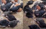 அச்சுவேலியில் பெண் தலைமைதயில் வாழ்ந்த குடும்பம் வளர்த்த கோழிகளுக்கு விஷம் வைத்துக் கொன்ற சமூக விரோதிகள் !