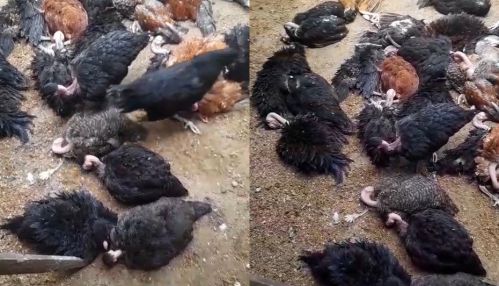 அச்சுவேலியில் பெண் தலைமைதயில் வாழ்ந்த குடும்பம் வளர்த்த கோழிகளுக்கு விஷம் வைத்துக் கொன்ற சமூக விரோதிகள் !
