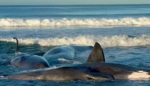 நிலநடுக்கத்திற்கு முன்பே கரை ஒதுங்கிய பெரிய திமிங்கலங்கள்