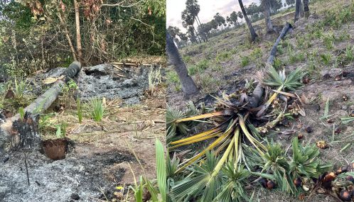 கிளிநொச்சி மாவட்டத்தின் மண்ணியாகுளத்தில் பற்றியெரிந்த பனங்கூடல்: