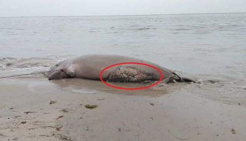 மன்னார் வளைகுடா கடல் பகுதியில்  அரிய வகை கடல் வாழ் உயிரினம் இறந்த நிலையில் கரை ஒதுங்கியது.