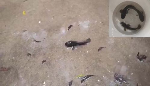 யாழ்ப்பாணத்தில் வானத்திலிருந்து  மழையுடன் சேர்ந்து  நிலத்தில் விழுந்த மீன்கள்!