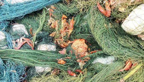 மன்னார் தாழ்வுபாடு கடலில் மீனவர்களின் வலைகளில் சிக்சி பாதிப்பை ஏற்படுத்தும் ஒரு வகை சிவப்பு நண்டு