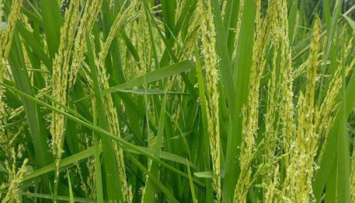 யாழ்ப்பாண மாவட்டத்தில்  நெல்லில் இலை மடிச்சுக்கட்டி நோய் தாக்கம்