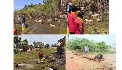 இலங்கையின் வட மாகாணத்தில் மாத்திரம் கால் நடைகளில்  இறப்பினால்  மூவாயிரம் மில்லியன் ரூபா இழப்பு