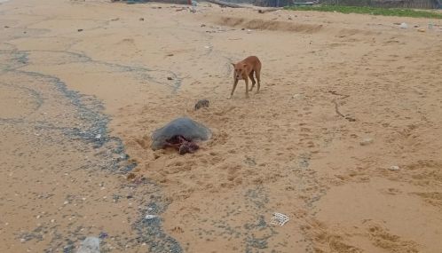 யாழ்ப்பாணம் வடமராட்சி கிழக்கு கடற் பகுதியில் இறந்த நிலையில் கரையொதுங்கும் ஆமைகள்!