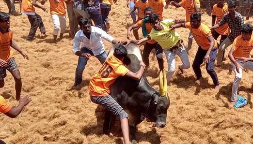 சிவகங்கை: ஜல்லிக்கட்டு போட்டிக்கான இடங்கள் குறித்து அறிக்கை தாக்கல் செய்ய சென்னை உயர்நீதிமன்ற மதுரை கிளை உத்தரவு