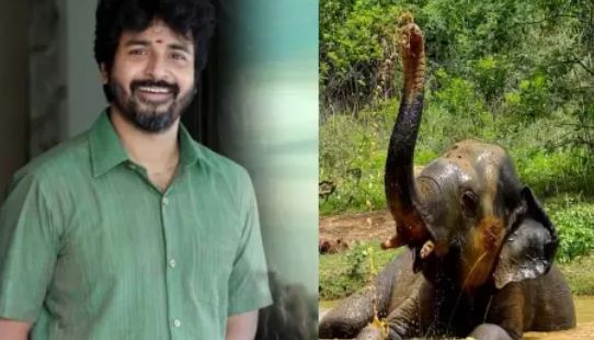 வண்டலூர் பூங்கா யானையை தத்தெடுத்த நடிகர் சிவகார்த்திகேயன்