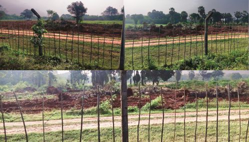 யாழ்ப்பாணம் வலிகாமம் .வடக்கில் மக்களின் நிலங்களில் உள்ள பனை மரங்கள் படையினரால் இடித்து வீிழ்த்தப்பட்டு அழிக்கப்படுகின்றன.