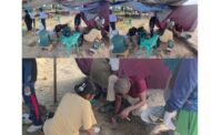 செம்மணி மனிதப் புதைகுழியில் இருந்து மேலும் 'குழந்தைகளின்' எலும்புக்கூடுகள் மீட்கப்பட்டன