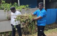 மானிப்பாய் பிரதேச சபையினால் இரண்டாம் கட்ட பாதீனிய ஒழிப்பு வேலைத்திட்டம்!