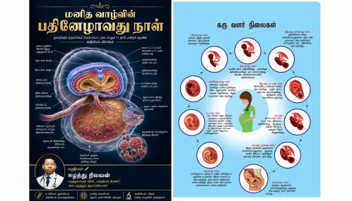 மனிதக் கருவளர்ச்சியில் மிகவும் முக்கியத்துவம் வாய்ந்த பதினேழாவது நாள்