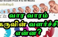 தாயின் வயிற்றுக்குள் தொடங்கும் மனிதரின் வாழ்க்கை