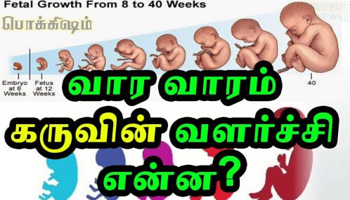 தாயின் வயிற்றுக்குள் தொடங்கும் மனிதரின் வாழ்க்கை