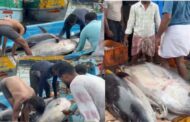 பாம்பன் மீனவர் வலையில் சிக்கிய 350 கிலோ எடை கொண்ட மூன்று 'மஞ்சள் வால்' கேரை மீன்