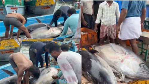 பாம்பன் மீனவர் வலையில் சிக்கிய 350 கிலோ எடை கொண்ட மூன்று 'மஞ்சள் வால்' கேரை மீன்